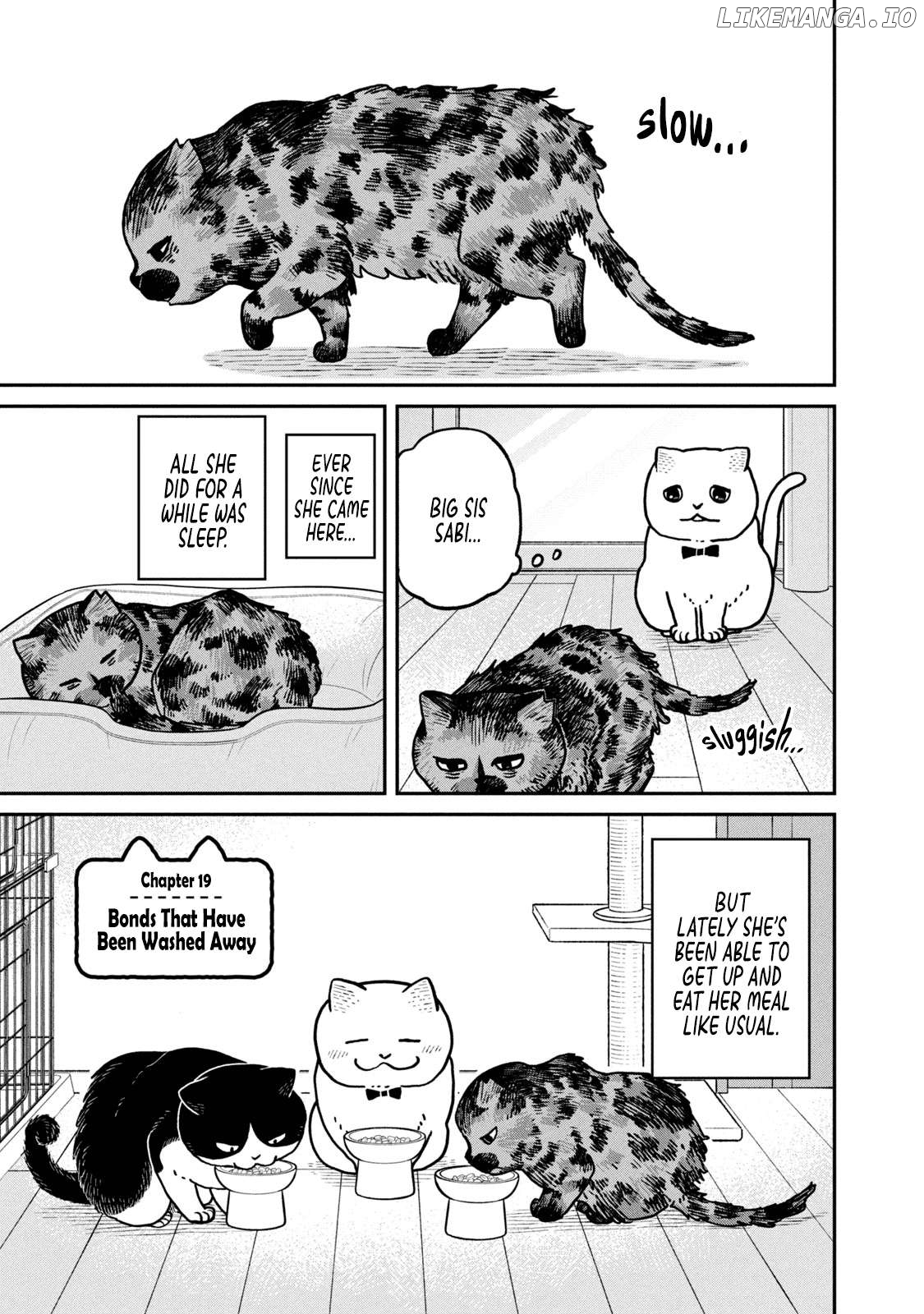 Cat Partners: Maruru And Hachi Chapter 19 - page 5